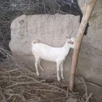گوشتی داشتی