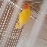 جفت کوتوله