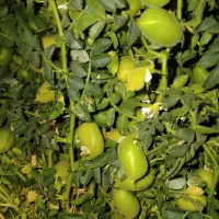 نخودبزودی گران میشود عزیزان تابالای ۲۰۰