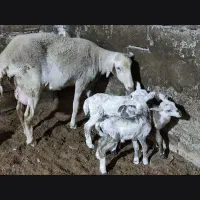 بره نر شیرخوار نژاد رومن ترکیبی چند قلوزا