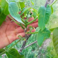 نهال|خدمات باغبانی و درختکاری|ملایر, |دیوار