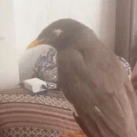 مرغ مینا