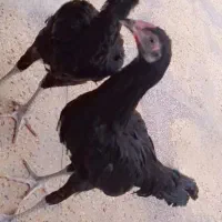 لاری اوشامو