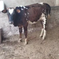 4راس گوساله ماده جنس