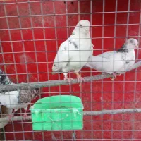 کبوتر فلاورجان
