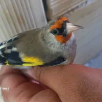 فروش سهره دورگ کرمانی نر تضمینی دو عدد