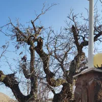 استخدام نصاب سیستم های حفاظتی ، نظارتی و امنیتی