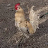 مرغ و خروس ریش بلند