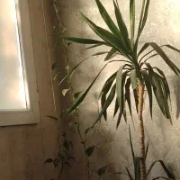 درختچه