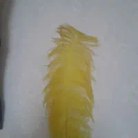 پر زرد و رنگ مختلف
