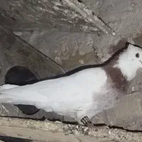کبوتر|پرنده|بجستان, |دیوار