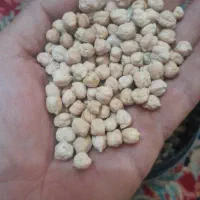 نخودگریت درجه یک