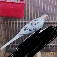 کبوترخانگی