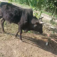 یک راس  ورزا جوان