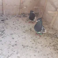 کفتر|پرنده|مشهد, ایثار|دیوار