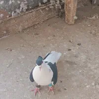 کفتر|پرنده|یزد, |دیوار