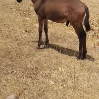 باسلام خدمت دوستان  فروش قاطر