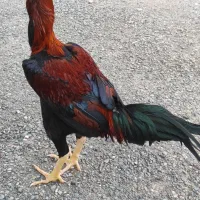 جوجه لاری اصیل افغان