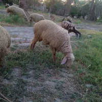 یک عدد بره نر ۸ ماه  بالای بیست کیلو گوشت