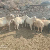 گوسفند 5عددبره بادو عدد چپوش