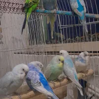 مرغ عشق|پرنده|برازجان, |دیوار