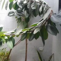 گل فیکوس بزرگ برای تزئین خانه