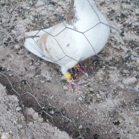 امری هفترنگ نر پاک