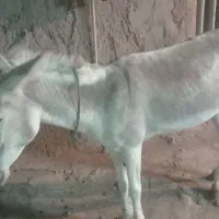 الاغ|حیوانات مزرعه|سده (خراسان جنوبی), |دیوار