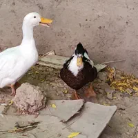 اردک نر و ماده