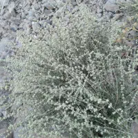 خدمت دوستان وعزیزان گلاب گیر