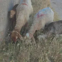 میش میانه