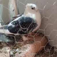 کفتر