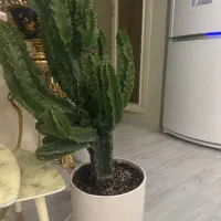 افوربیا تریگونا سبز