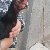 مرغ وخروس