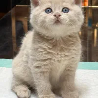 کرم کارامل بریتیش