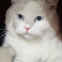 واگذاری گربه