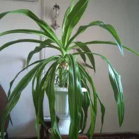 گل اشک ملکه
