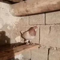 یک جفت کبوتر عالی