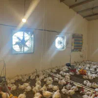 به یک کارگر ماهر جهت کار در مرغداری گوشتی