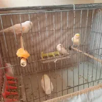 یک جفت قناری به همراه دو جوجه ابهر
