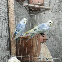 جوجه عروس  مرغ عشق رینبو جوجه