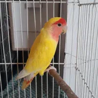 طوطی برزیلی ماده