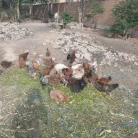 مرغ وخروس محلی وزینتی