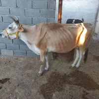 فروش گاو جرسی چهار شکم زاییده