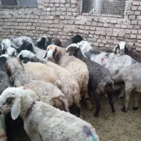 انواع میش برا تیماری