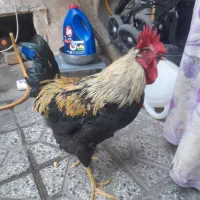 مرغ‌وخروس