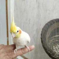 یک عدد عروس هلندی لوتینو با قفس سلطنتی