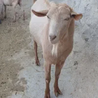 بز  و بزغاله سانن