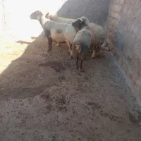 گوسفند