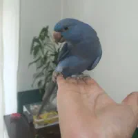 جوجه ملنگو ابی کبالت ۵ ماهه